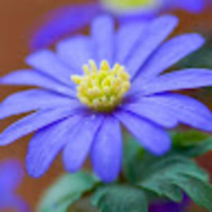 Meet your Posher, Leilah